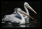 Pelikane  © 2025 René Göke